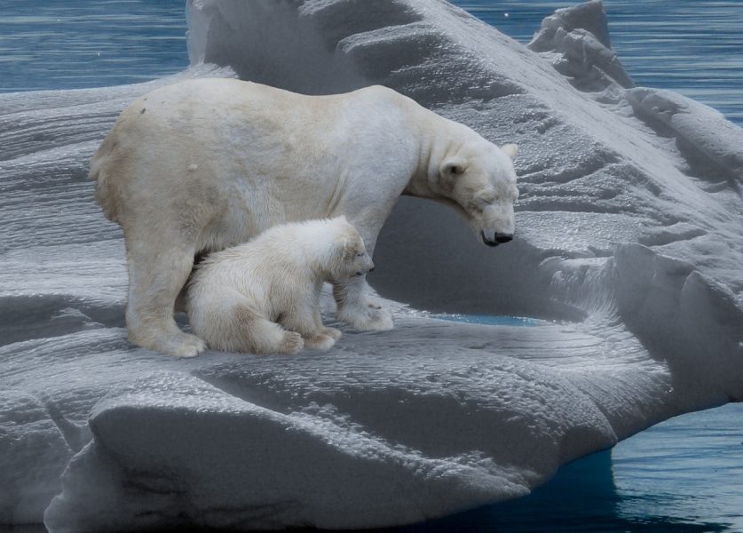 ours polaire et petit