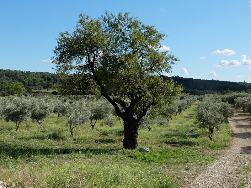 olive trees and almond trees